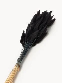 Flores secas Lagurus