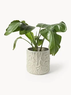 Olla grande Swoon - Mole