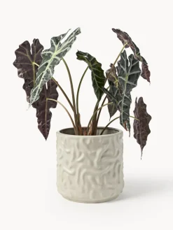 Olla mediana Swoon - Mole